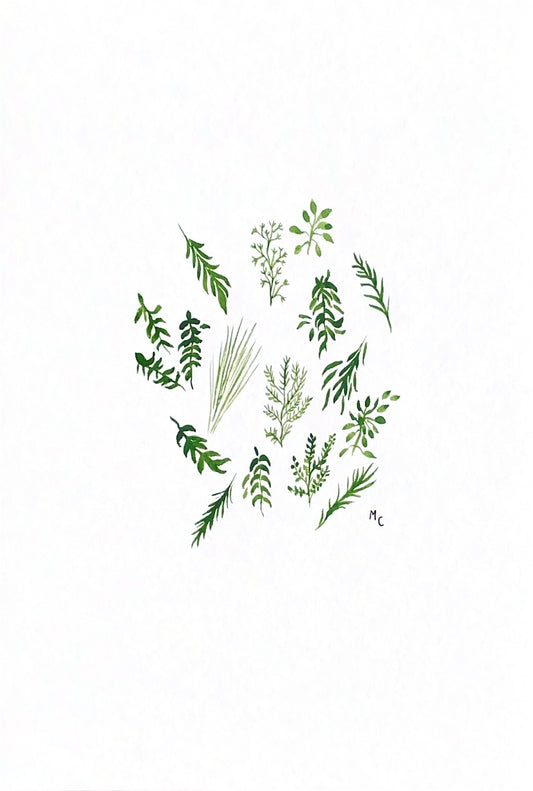 LES HERBES AROMATIQUES